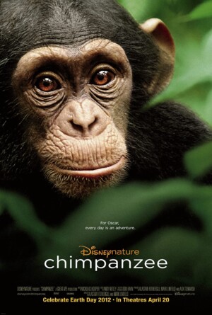 Tinh Tinh Chimpanzee